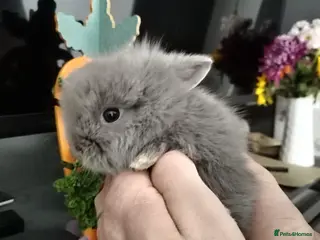 Lionhead rabbits Pure Breed Double Mained Lionhead Bunnies - Advert 2