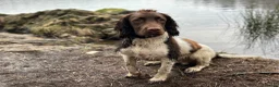 English Springer Spaniel dogs for stud: English Springer Spaniel. - Advert 10