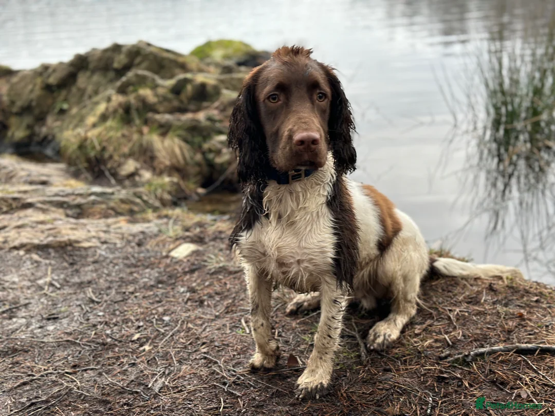 English Springer Spaniel dogs for stud: English Springer Spaniel. - Advert 10