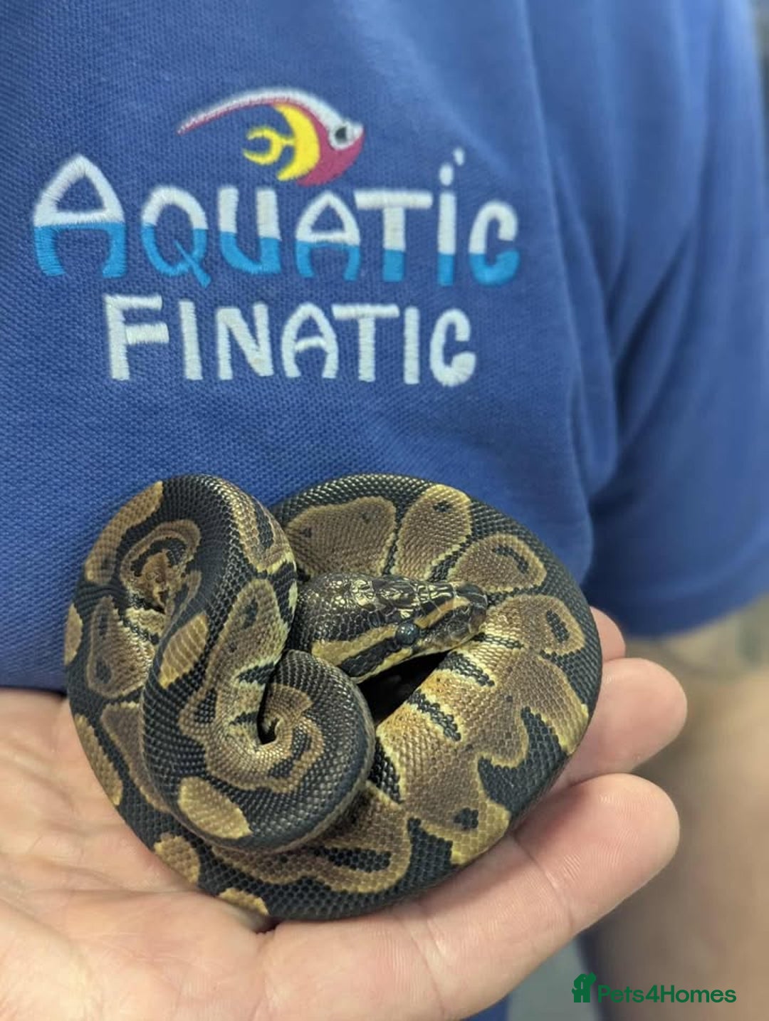 Python Snake reptiles for sale: Royal Pythons  - Image 3