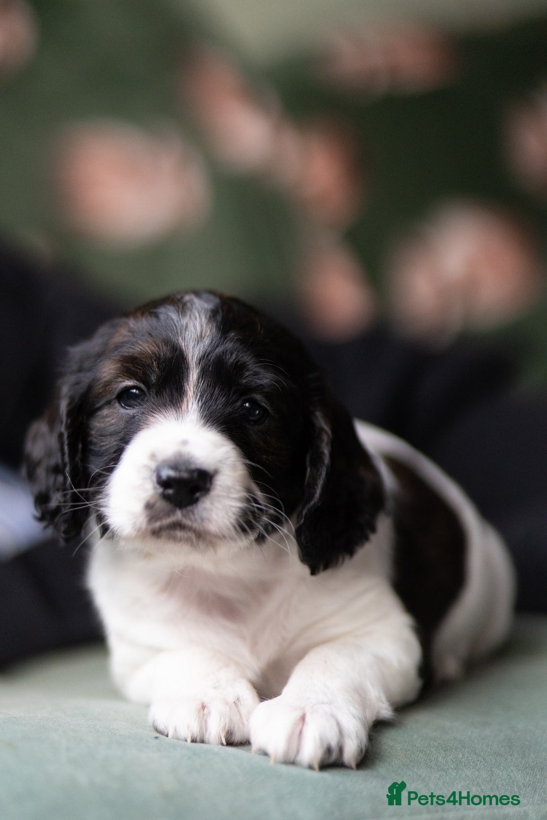 Cockapoo dogs for sale: UNIQUE SABLE BOY READY TO GO ✨ - Image 12