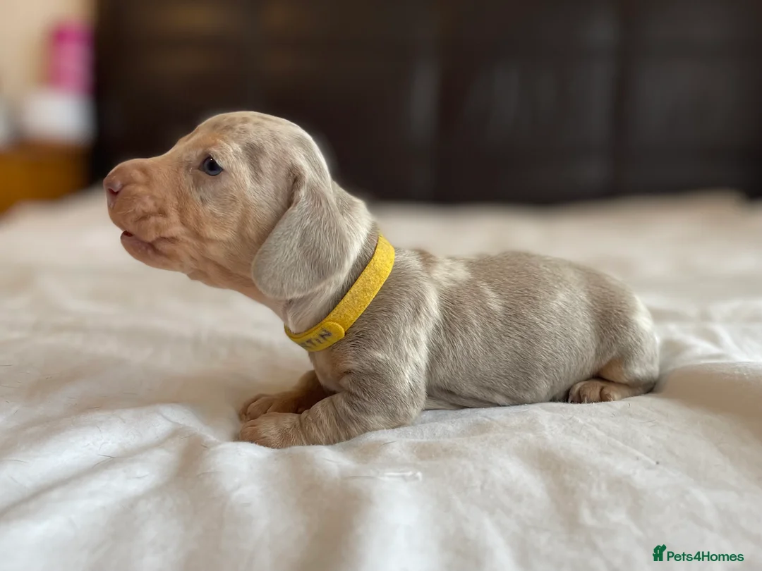 Miniature Dachshund dogs for sale: Tiny Chunky Miniature Dachshund  - Advert 4