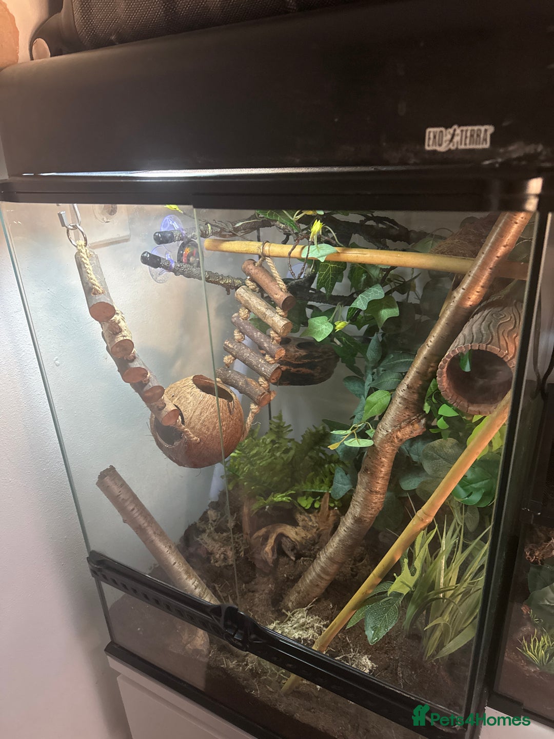 Gecko reptiles for sale: Two 6 month crested geckos with full set up - Advert 3