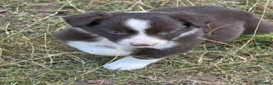 Border Collie 2