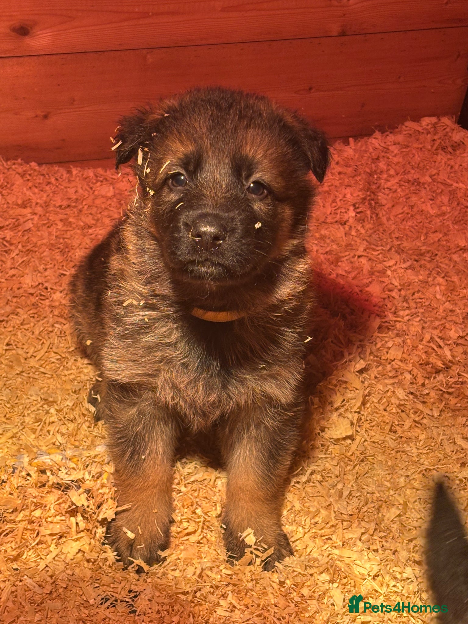 German Shepherd dogs German shepherd pups  - Advert 7