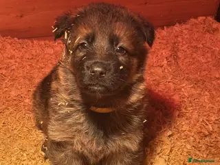 German Shepherd dogs German shepherd pups - Advert 7