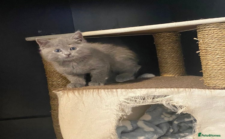 British Shorthair cats - Advert 1