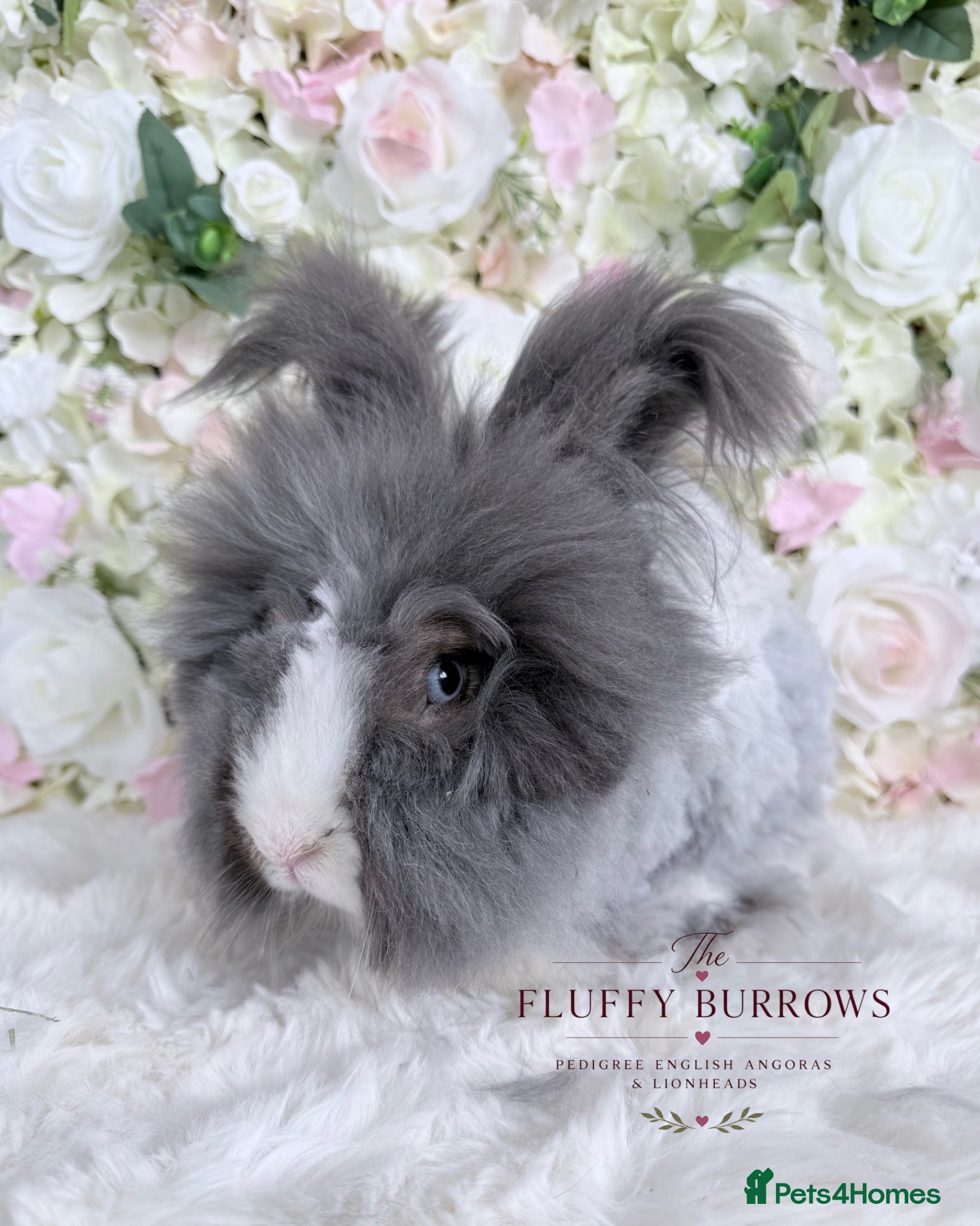 Angora rabbits 🌷 Vaccinated Pedigree Angoras 🌷 - Advert 2