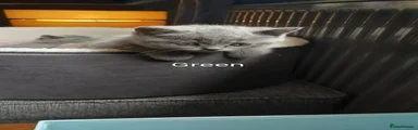 British Shorthair 5 GREEN