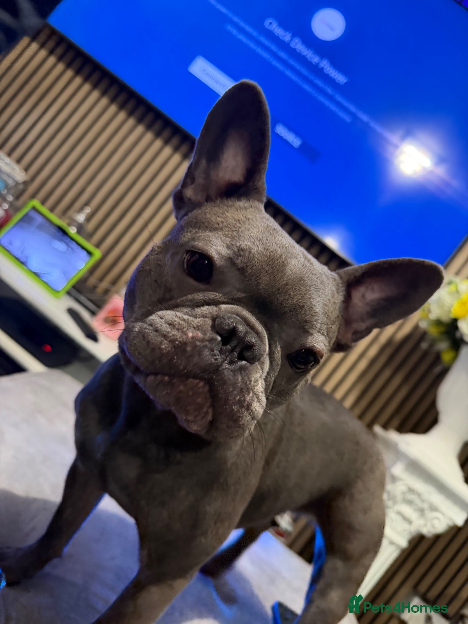 French Bulldog dogs French bulldog female  - Advert 12