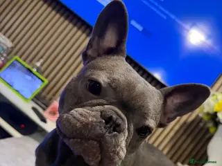 French Bulldog dogs French bulldog female - Advert 12