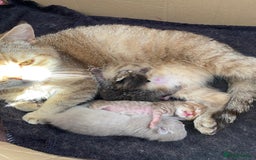 British Shorthair cats for sale: ✨Beautiful British Shorthair Kittens Ready now✨ - Image 13