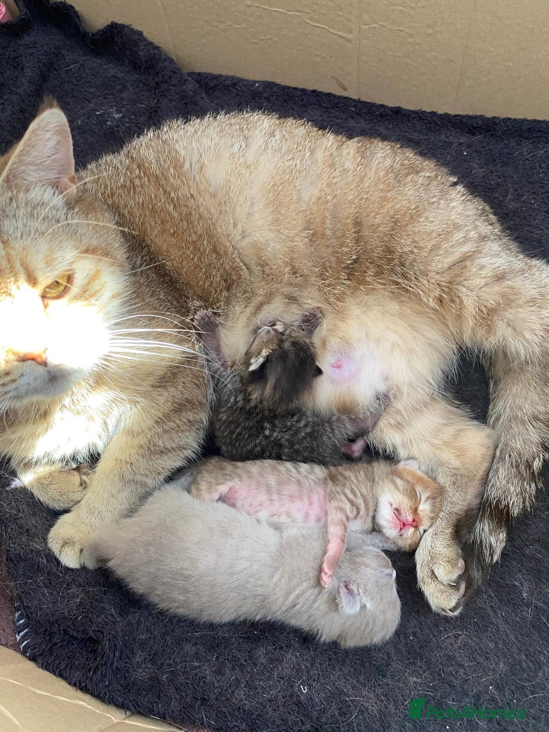 British Shorthair cats for sale: ✨Beautiful British Shorthair Kittens Ready now✨ - Image 13
