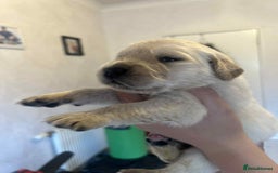 Golden Retriever dogs for sale: Golden Retriever puppies - Loving Homes Wanted  - Image 2