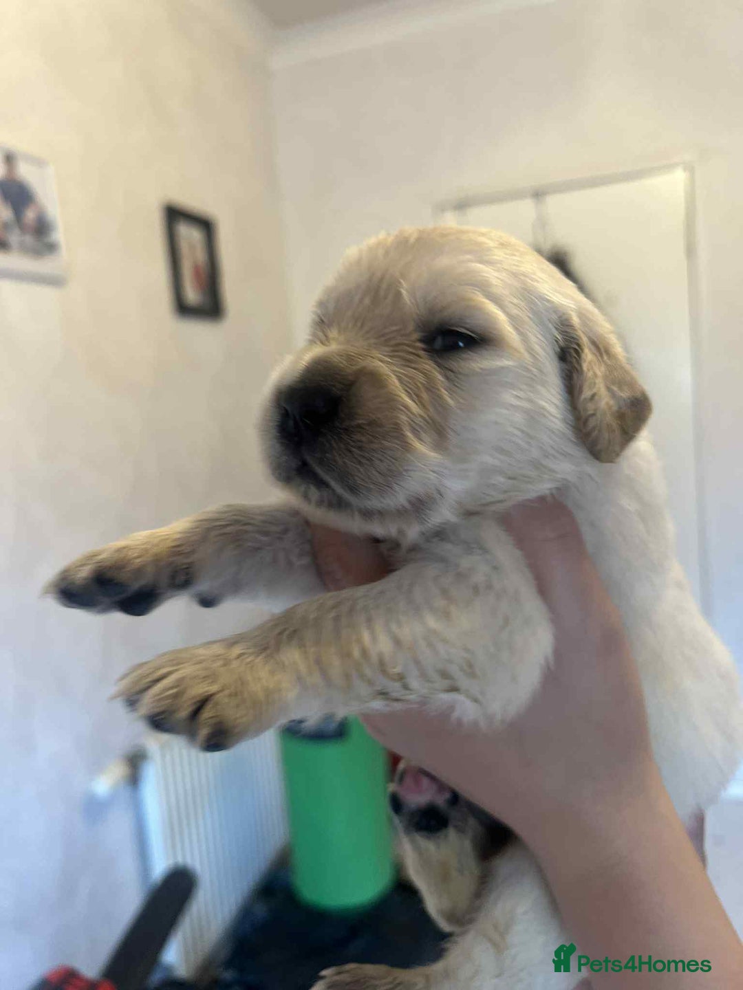 Golden Retriever dogs for sale: Golden Retriever puppies - Loving Homes Wanted  - Image 2