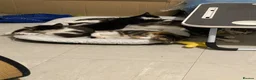 Mixed Breed cats for sale: Miss and her beautiful babies   - Advert 13