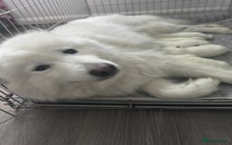 Samoyed dogs for sale: Adorable 6 Samoyed Puppies Waiting Forever Homes - Image 4