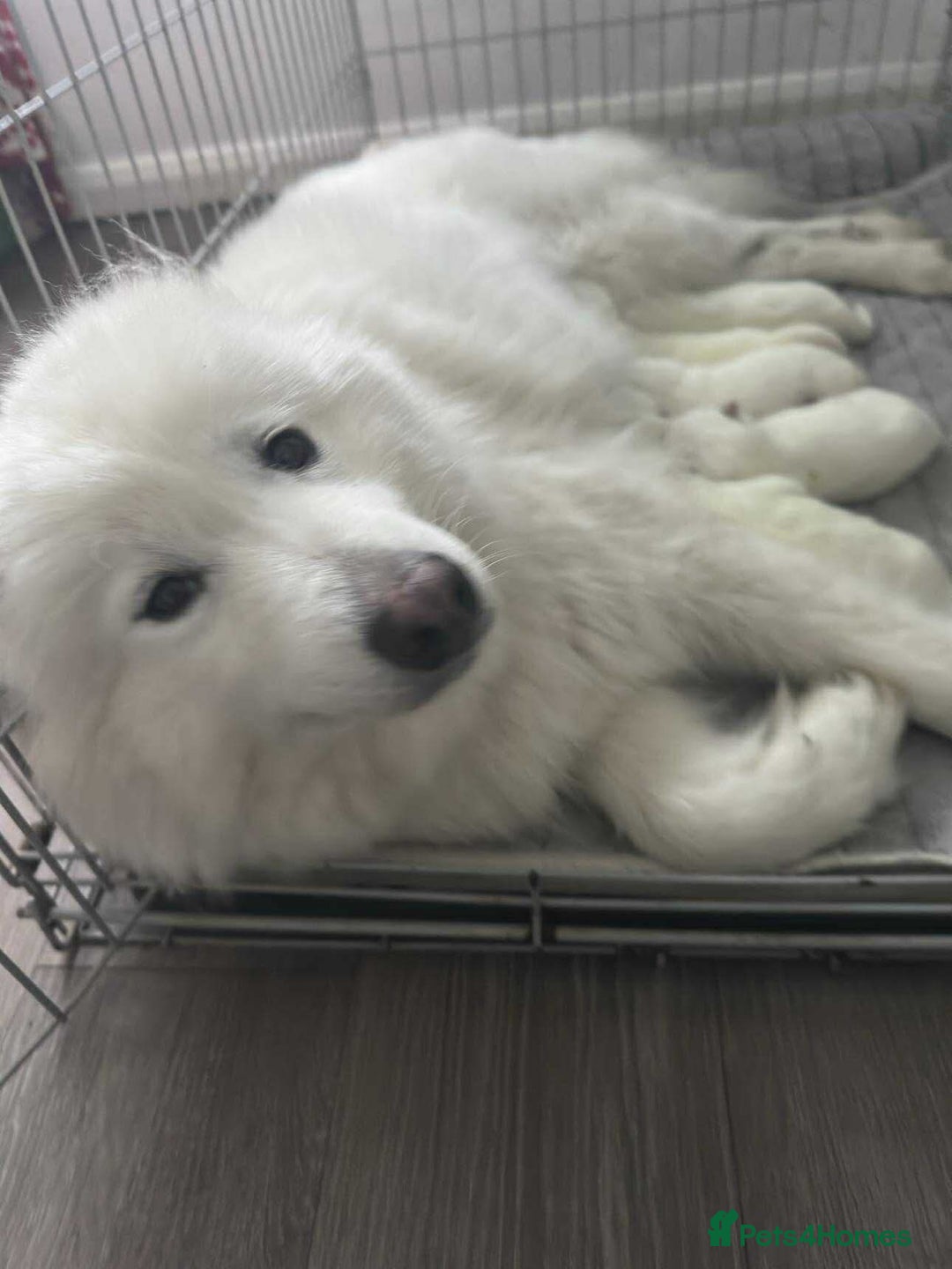 Samoyed dogs for sale: Adorable 6 Samoyed Puppies Waiting Forever Homes - Image 4