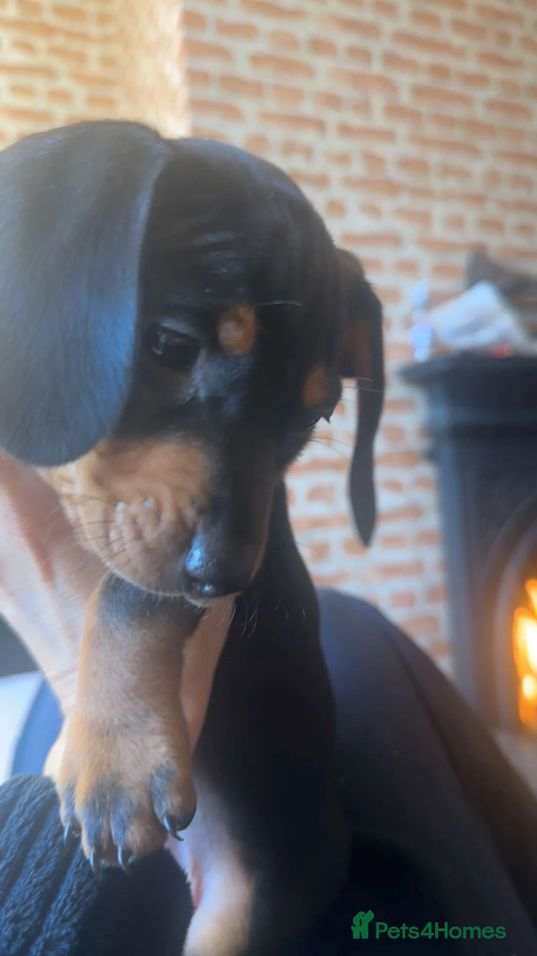 Dachshund dogs for sale: Dashounds  in Stockton-on-Tees - Advert 2
