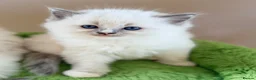 Ragdoll cats for sale: Champion pedigree Chucky Ragdoll babies  - Advert 10
