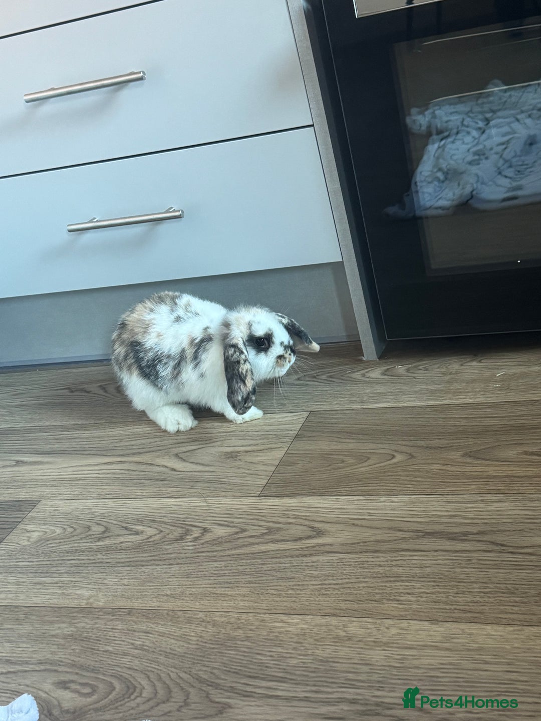 Mini Lop rabbits for sale: Mabel  - Image 2