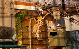 Finches birds for sale: Lots of different types of finches,DOVE PAIR  - Image 9