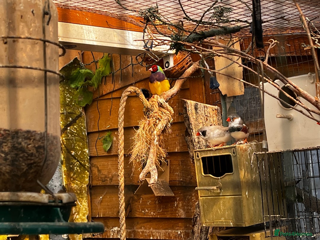 Finches birds for sale: Lots of different types of finches,DOVE PAIR  - Image 9