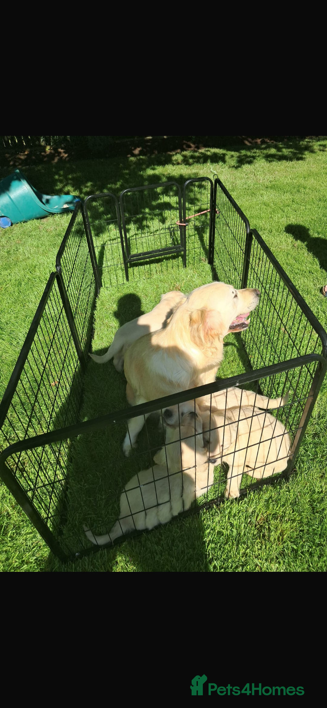 Golden Retriever dogs for sale: Golden retriever puppies - Image 2