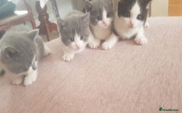 British Shorthair cats for sale: 4 mixed british short-hair kitten for sale - Image 6