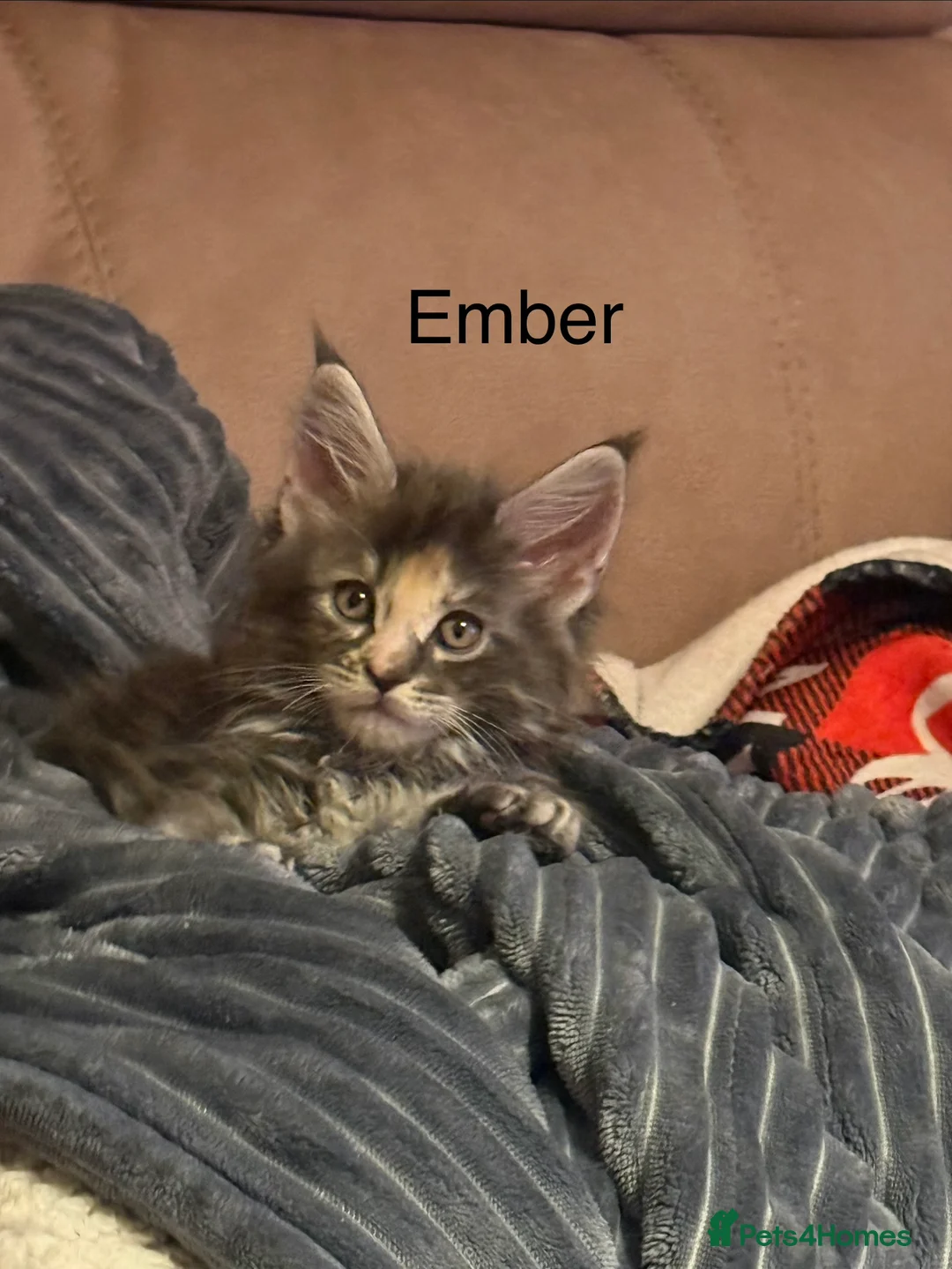 Maine Coon cats for sale: Fully registered Maine Coon kittens  - Advert 16