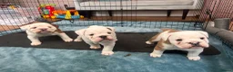 English Bulldog dogs for sale: English Bulldog pups  in Belfast - Advert 6