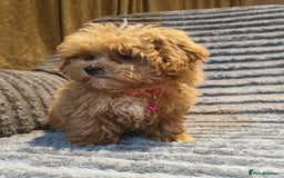 Maltipoo dogs for sale: Toy Maltipoo Ready to go - Image 4