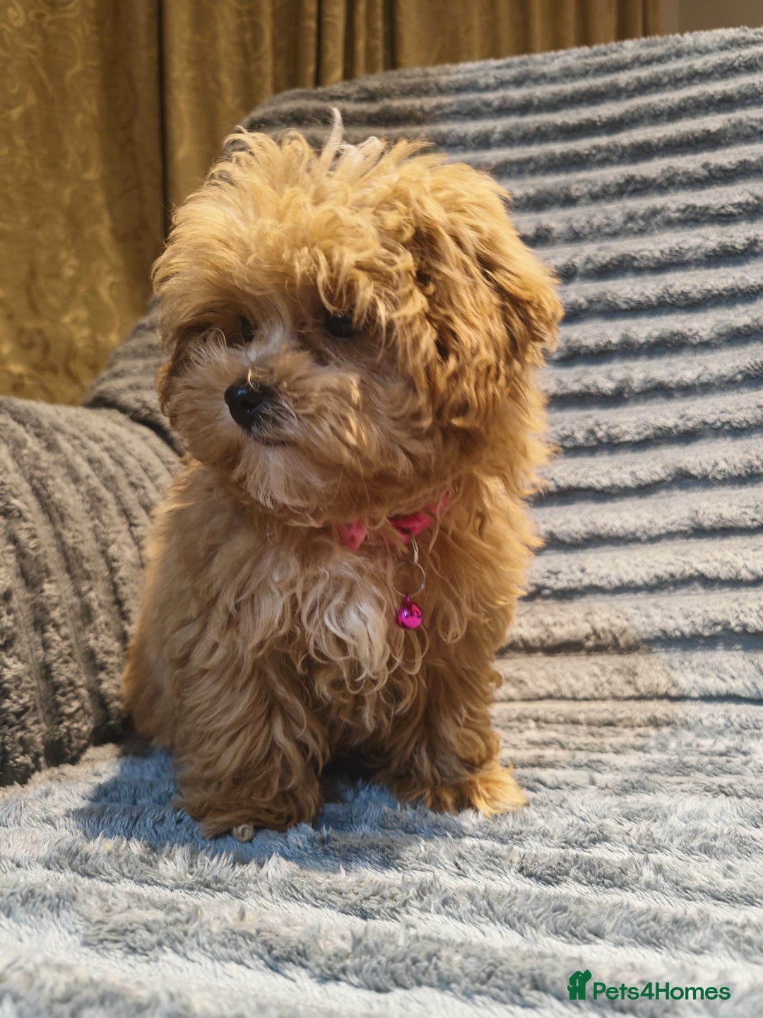 Maltipoo dogs for sale: Toy Maltipoo Ready to go - Image 4