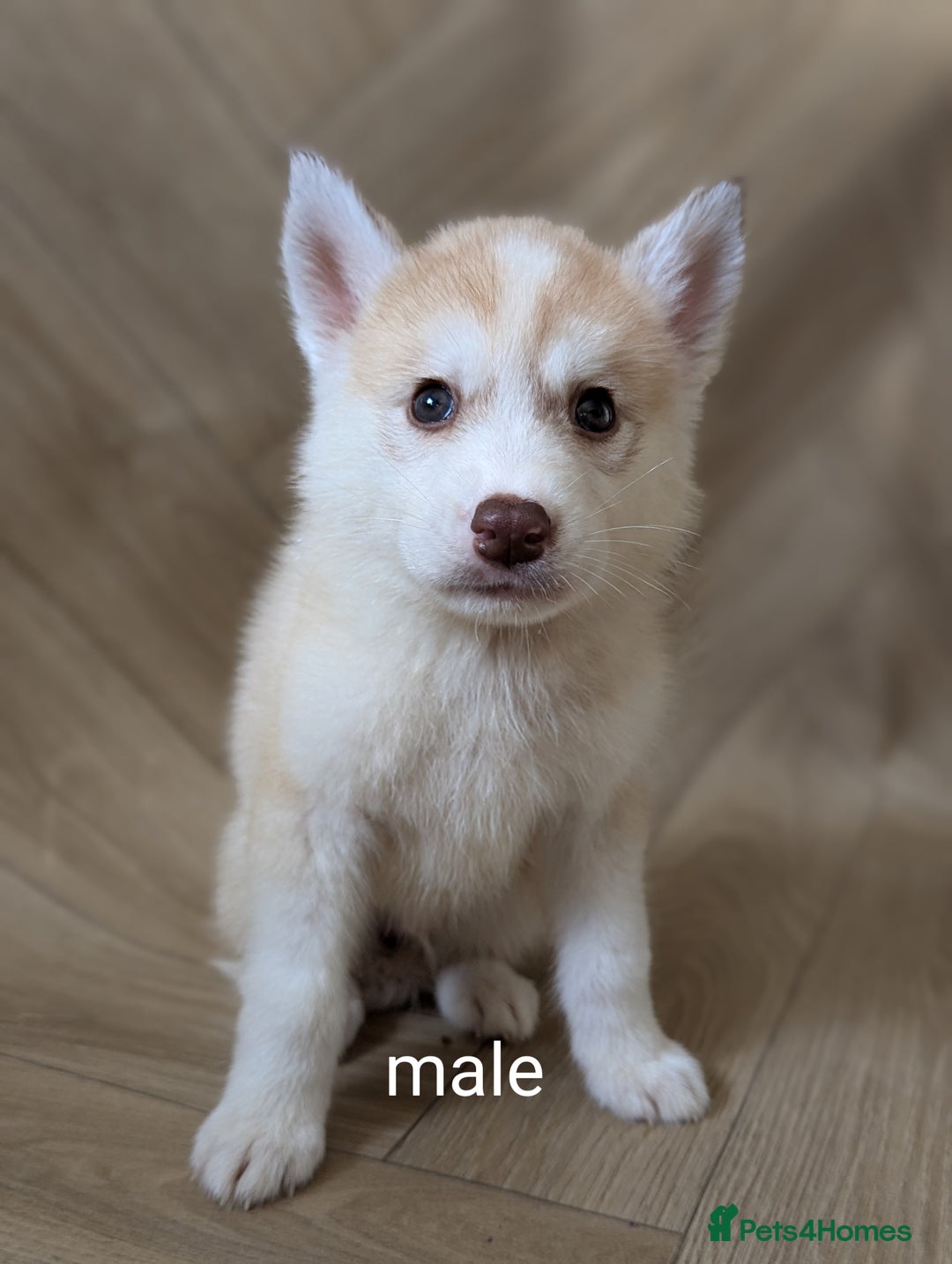 Siberian Husky dogs for sale: Beautiful pure Siberian Husky( last white male) - Image 1