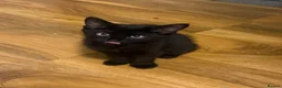 Domestic Shorthair cats for sale: Kitten  - Advert 3