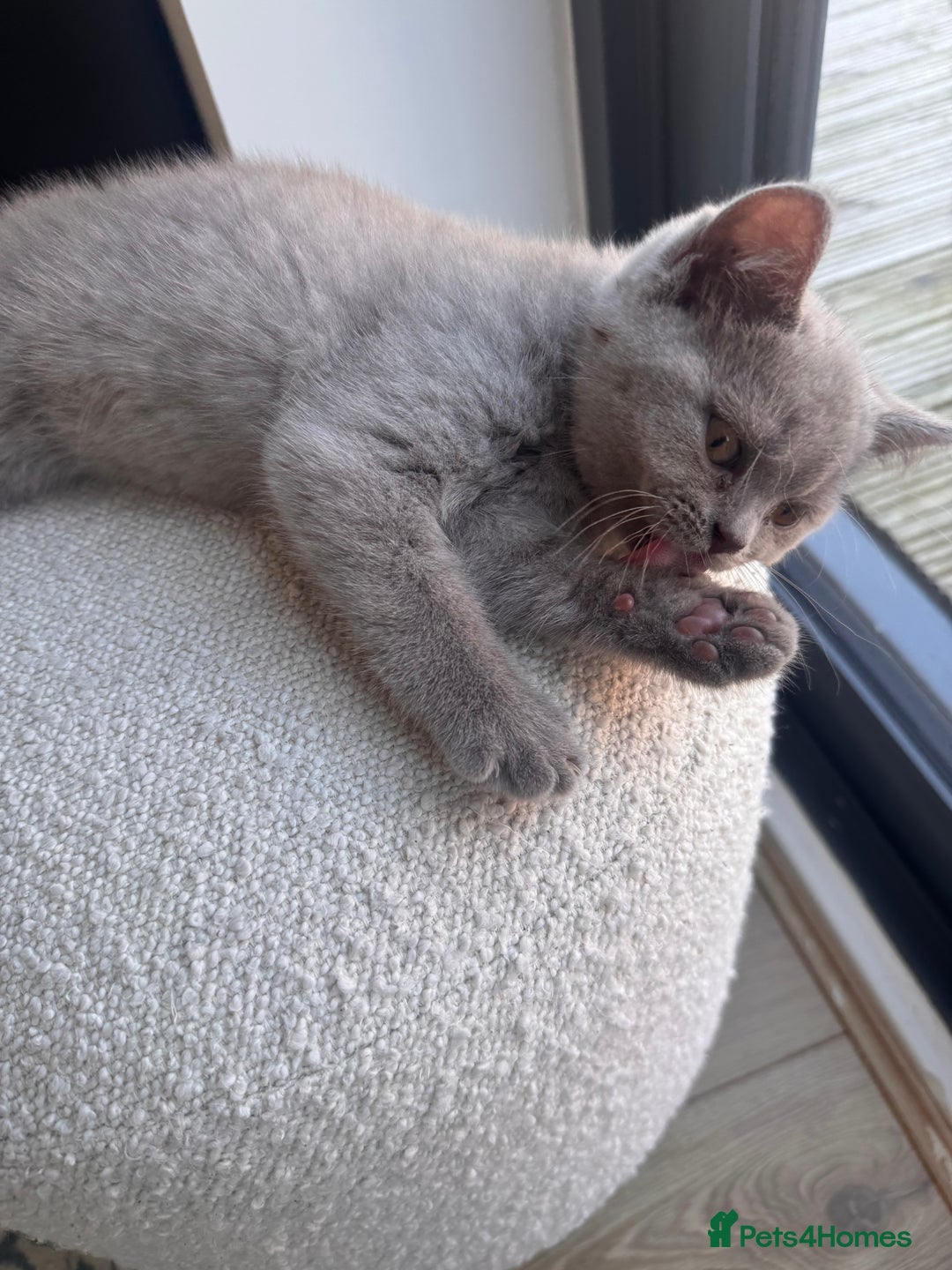 British Shorthair cats for sale: Adorable British shorthair kittens  - Image 8
