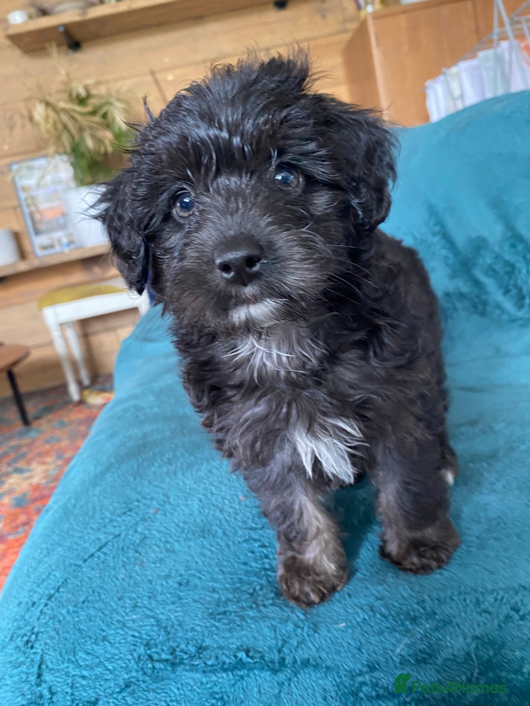 Mixed Breed dogs for sale: One little girl left  - Image 2