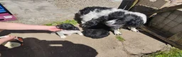 Springador dogs for sale: Beautiful springadors, 6 boys 2 girls. 2 left - Advert 8