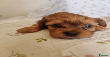 Yorkshire Terrier dogs - Advert 13