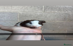 Guinea Pig rodents for sale: Lovely guinea pigs looking for their new homes!  - Image 13
