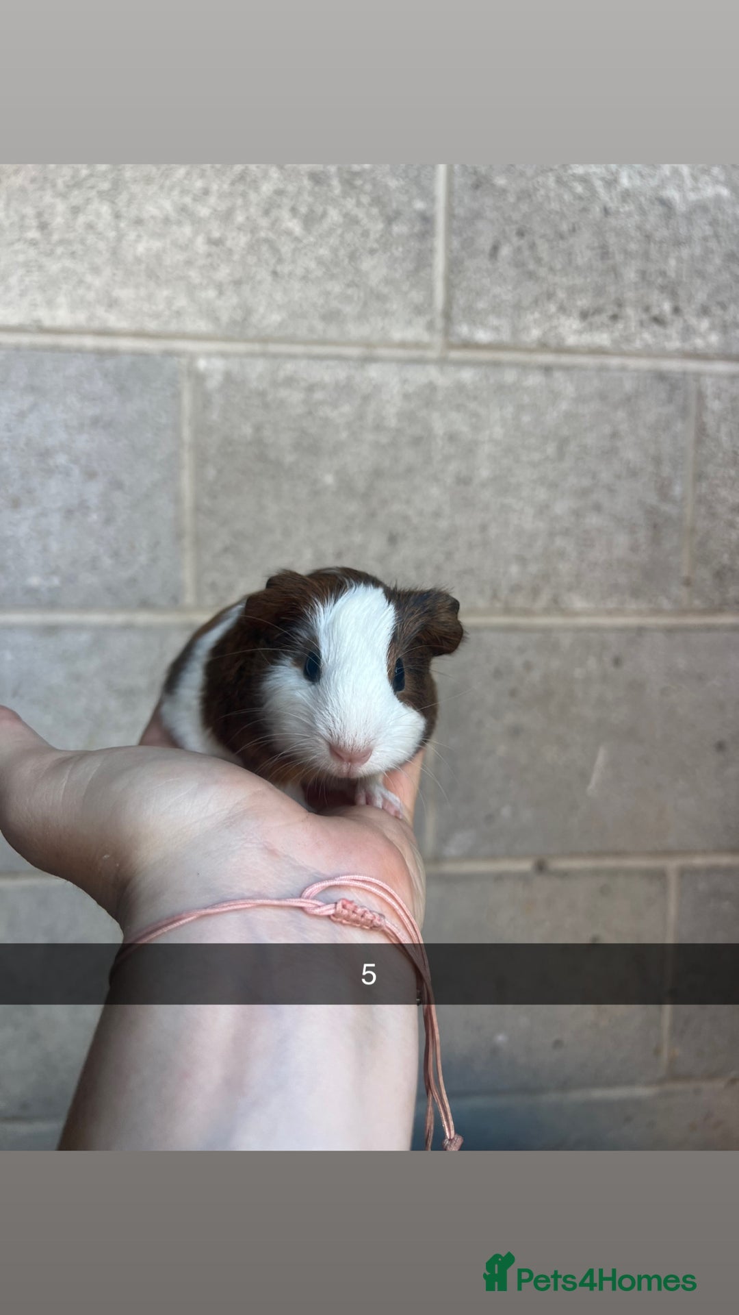 Guinea Pig rodents for sale: Lovely guinea pigs looking for their new homes!  - Image 13
