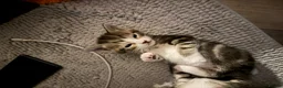 Mixed Breed cats for sale: Beautiful kittens for sale in Oldham - Advert 7