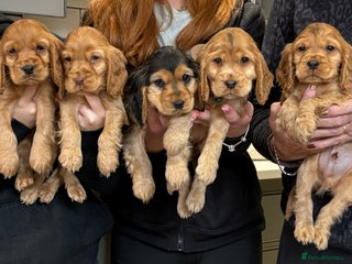 Cocker Spaniel dogs - Advert 10