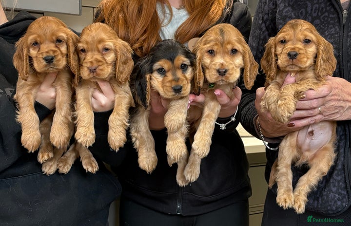 Cocker Spaniel dogs - Advert 6