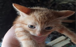 Domestic Shorthair cats for sale: Friendly Farm Bred Kittens,Ready To Leave Now 🐾 - Image 15