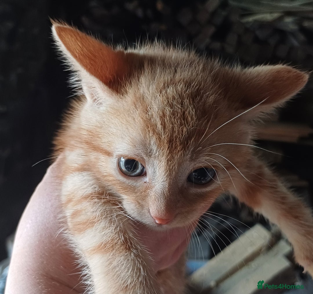Domestic Shorthair cats for sale: Friendly Farm Bred Kittens,Ready To Leave Now 🐾 - Image 15