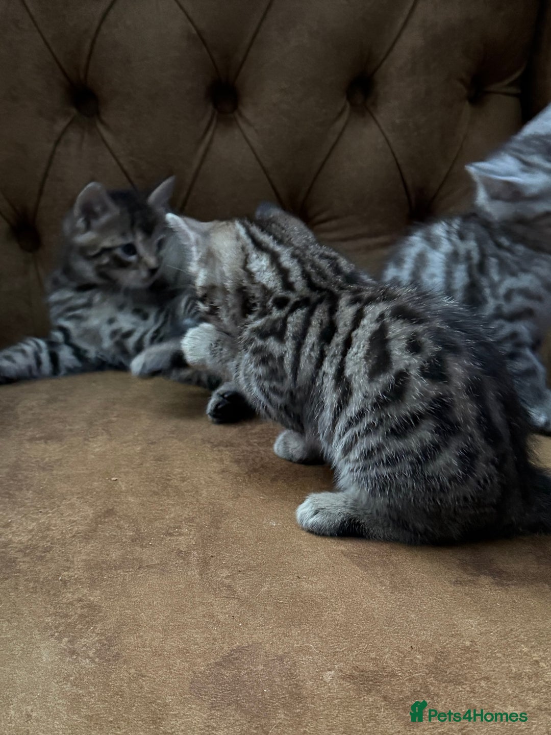 Bengal cats for sale: Bengal mixed  - Image 3