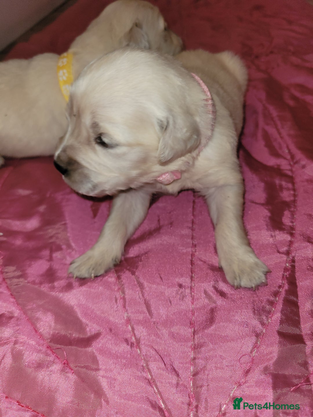 Golden Retriever dogs for sale: Golden Retriever - Advert 4