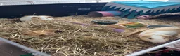 Guinea Pig rodents for sale: 3 Male Guinea Pigs Looking 4 New Forever Home 🐹❤️ - Advert 10