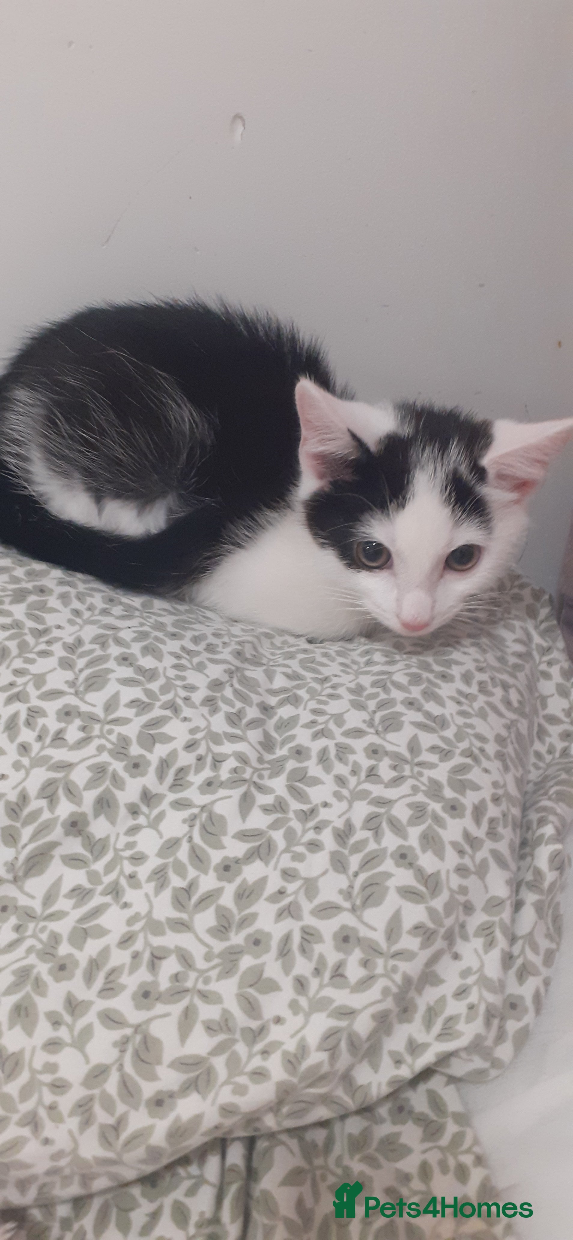 Mixed Breed cats 9 week old kitten - Advert 1